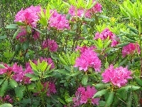 Różowe, Rododendron, Kwiaty