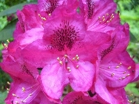 Rododendron