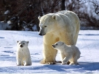 Niedźwiedzi, Rodzina, Polarnych