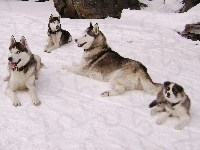 Rodzina, Psy, Siberian Husky