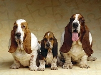 Rodzinka, Psia, Basset Hound