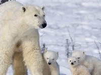 Niedźwiedzi, Rodzinka, Polarnych