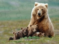Rodzinka, Niedźwiedzi
