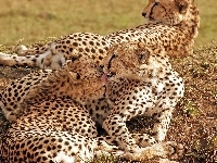 Pięknych, Rodzinka, Gepardów