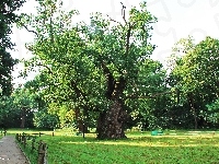 Rogalin, Stare, Dęby, Park