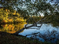 Stan Rhode Island, Jezioro, Brzoza, Roger Williams Park, Stany Zjednoczone, Providence, Drzewa