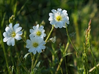 Rogownica, Białe, Kwiaty