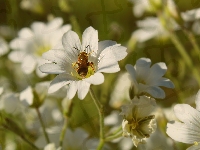 Pszczoła, Kwiaty, Białe, Rogownica, Zbliżenie, Owad