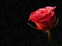 Rosa, Czerwona, Róża, Czarne tło