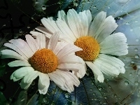 Rosa, Wody, Kwiaty, Margerytki, Krople
