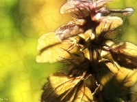 Roślina, Fractalius