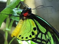 Motyl, Roślina, Seledynowy