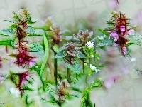 Roślinki, Fractalius