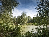 Roślinność, Drzewa, Bagno