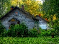 Roślinność, Domy, Drzewa, HDR