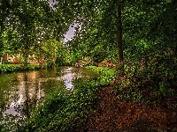 Różowe, Rzeka, Kwiaty, Roślinność, Ścieżka, Drzewa, Rododendrony