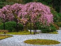 Roślinność, Wiosna, Drzewa, Oregon, Portland, Kwitnące, Stany Zjednoczone, Ogród japoński