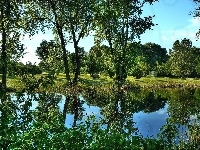 Roślinność, Park, Staw, Drzewa