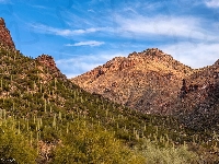 Roślinność, Kaktusy, Sabino Canyon, Arizona, Tucson, Wąwóz, Stany Zjednoczone, Góry