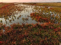 Rośliny, Kolorowe, Bagno