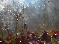 Rośliny, Bokeh