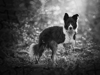 Rośliny, Pies, Border collie, Bokeh