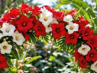 Białe, Ogród, Czerwone, Rośliny, Łuk, Kwiatowy, Kwiaty