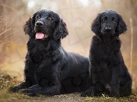 Pies, Szczeniak, Dorosły, Rośliny, Flat coated retriever