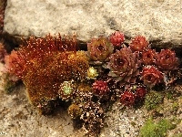 Górskie, Rośliny, Porosty