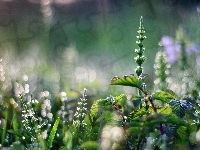 Makro, Rośliny, Bokeh