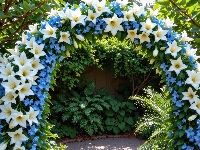 Białe, Ogród, Niebieskie, Rośliny, Łuk, Kwiatowy, Kwiaty