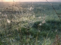 Rośliny, Trawa, Pajęczyna