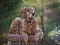 Rośliny, Golden retriever, Murek, Rozmyte tło