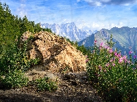Drzewa, Włochy, Skały, Rośliny, Góry, Alpy, Kwiaty