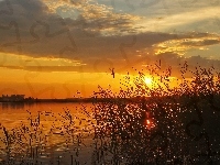 Rośliny, Zachód, Słońca, Jezioro