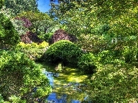 Rośliny, Park, Staw, Zieleń