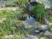 Rośliny, Oczko, Rybki, Ogród, Wodne, Wodne