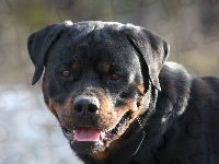 Rottweiler, Język