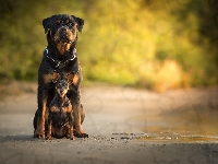Rottweiler, Pinczer miniaturowy