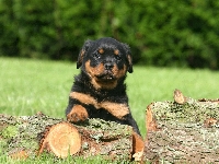 Rottweiler, Szczeniak, Pies