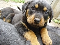 Rottweiler, Szczeniak