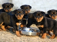 Rottweiler, Szczeniaki