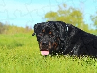 Rottweiler, Trawa