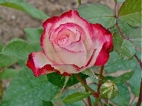 Róża