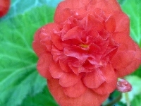 róża, Kwiat, hibiskus, chińska