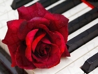 Klawisze, Róża, Fortepian