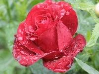 Krople, Róża, Deszczu