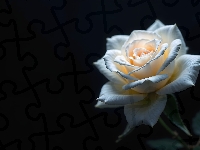 Róża, Kremowa, Kwiat