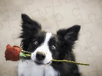 Róża, Border collie, Mordka, Prezent