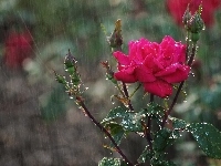 Pąki, Róża, Deszcz